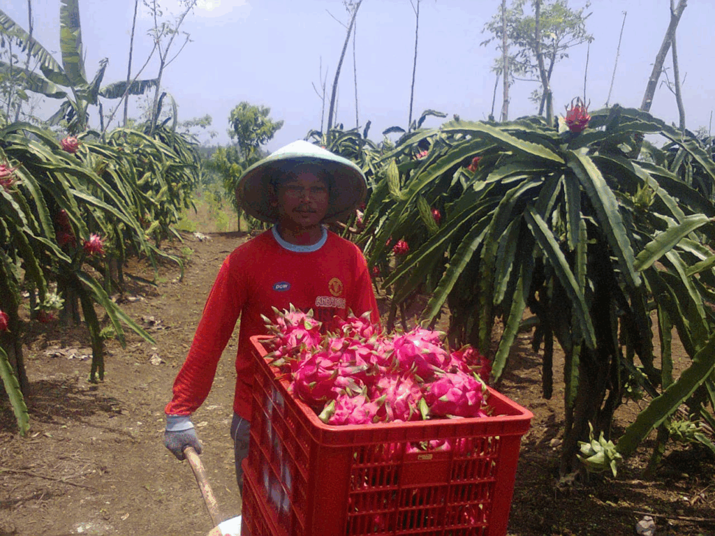 Contoh pertanian Lokal Banyuwangi